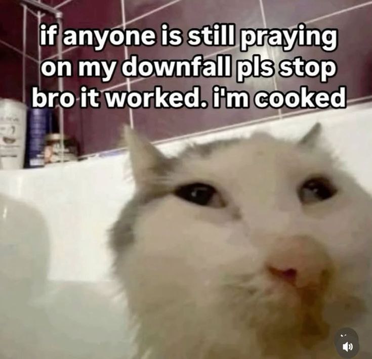 If anyone is still praying on my downfall pls stop bro it worked. i'm cooked. #mood #downbad #catsofinstagram.