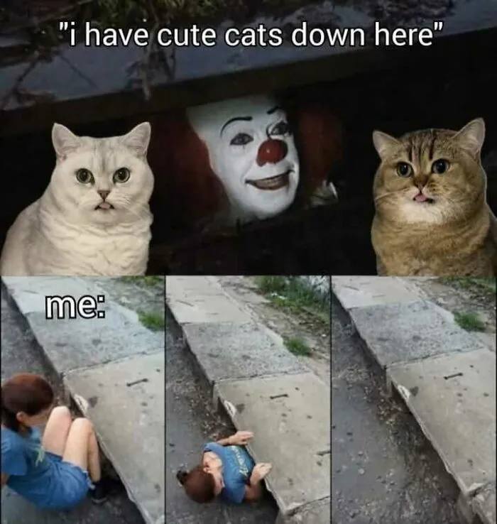 I have cute cats down here." And you know you're crawling in that sewer too. Who wouldn't? 😂 #catlover #facts #memes.