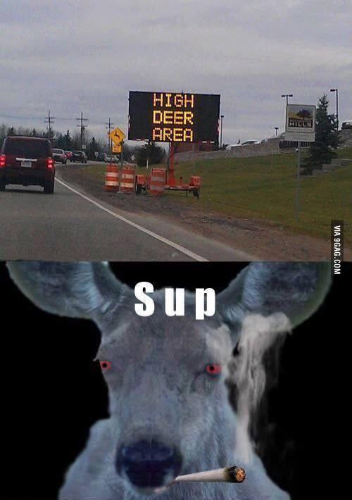 When you cruise through a HIGH DEER AREA and the deer just hits you with a “Sup.” Stay safe out there fam. #highdeer #meme.