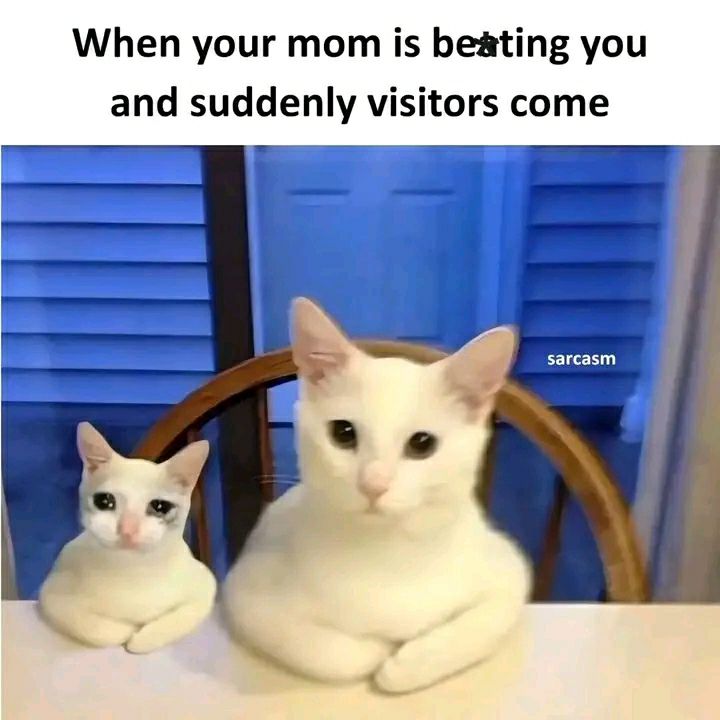 When guests arrive: You vs who you tell them you have at home. Fake it till you make it. #catlife #funny #meme.