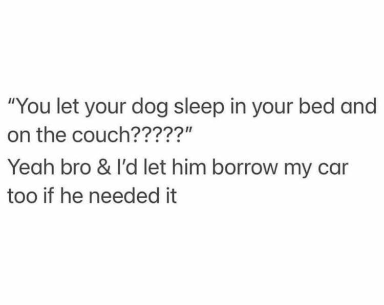 “You let your dog sleep in your bed and on the couch?????” Yeah bro & I’d let him borrow my car too if he needed it. #doglife.