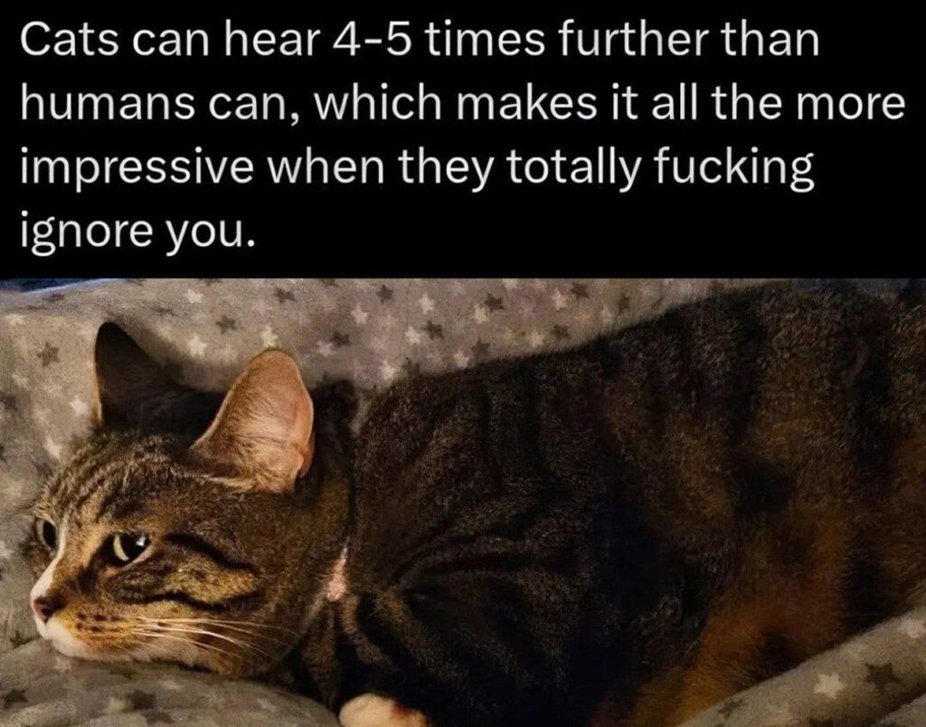 Cats hear 4-5x farther than humans, yet still totally fucking ignore you. Cats are legends. #cats #ignore #truth.