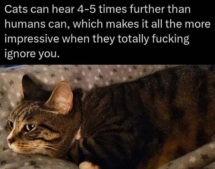 Cats hear 4-5x farther than humans, yet still totally fucking ignore you. Cats are legends. #cats #ignore #truth.