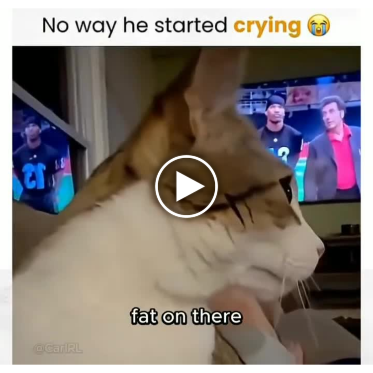 No way he started crying 😂 fat on there. When you see your team lose and remember you put on some pounds... #mood #cat.