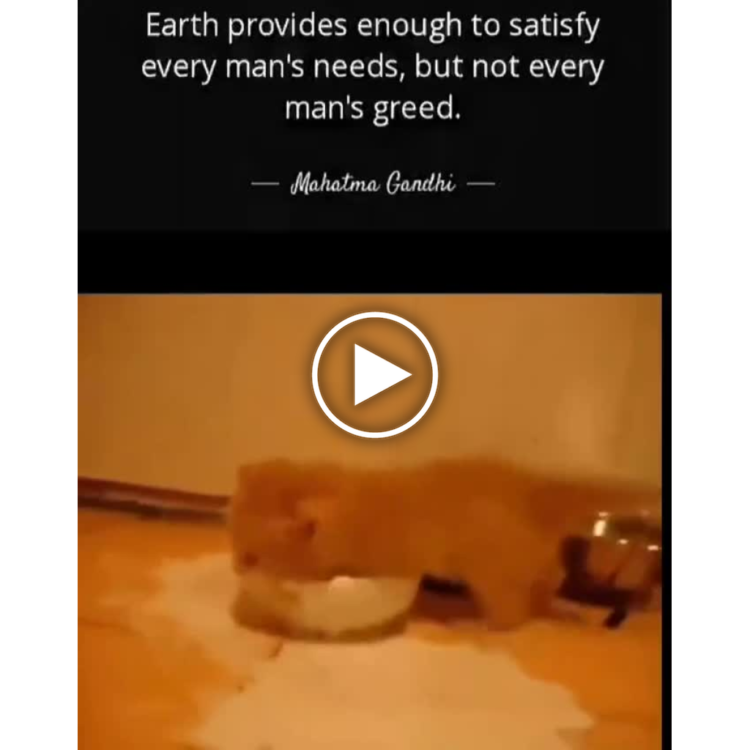 When you thought you just needed a sip, but your inner greedy cat said "spill it all." Gandhi warned us. #greed #fail.