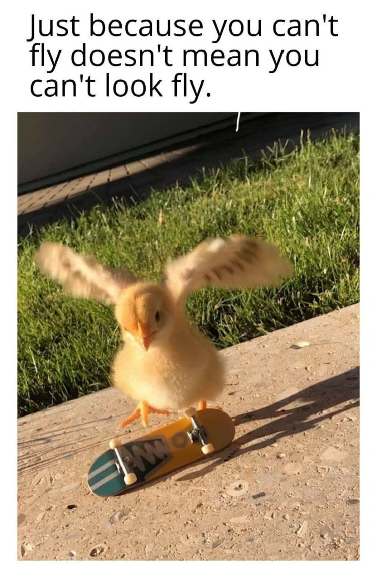 Just because you can't fly doesn't mean you can't look fly. 🐤 Skateboard vibes! #style #meme.