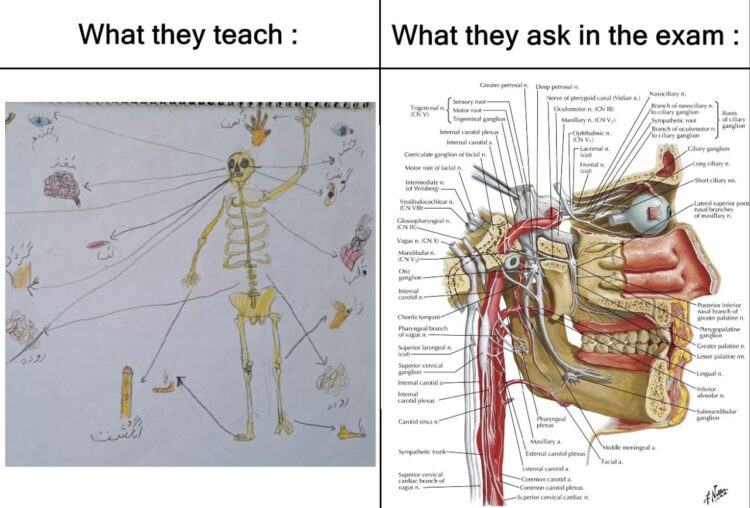 Relatable meme: left panel, basic labeled skeleton "What they teach"; right, detailed anatomy of head/neck "What they ask in the exam" #studentlife.
