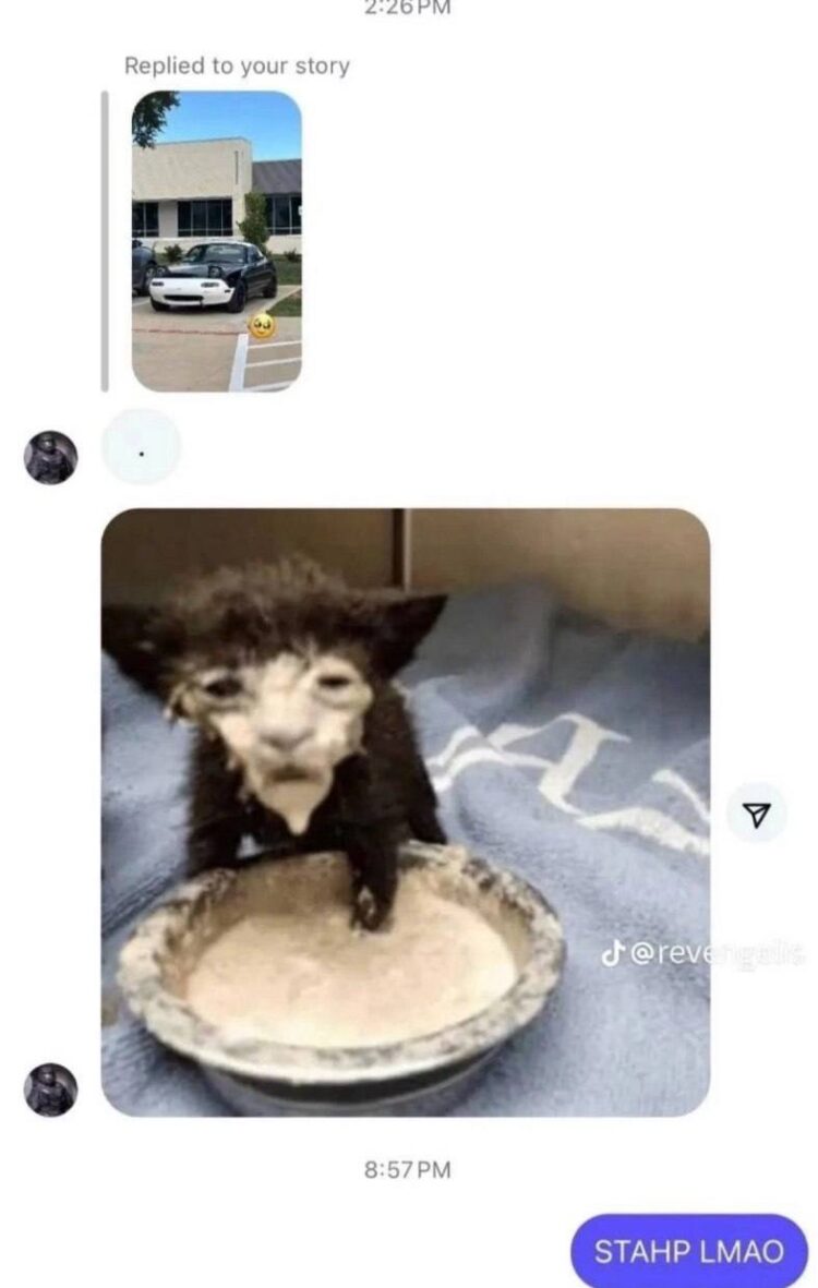 When your cat goes all in at dinner and you gotta hit them with "STAHP LMAO" 😂. Dot reply to the car pic had me #relatable.