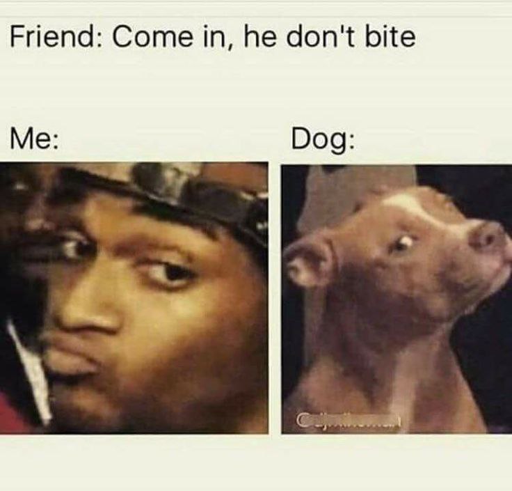 Friend: Come in, he don't bite. Me vs Dog both like 👀... When your friend’s “chill” dog looks ready to judge AND bite. #Nope #DogLife.