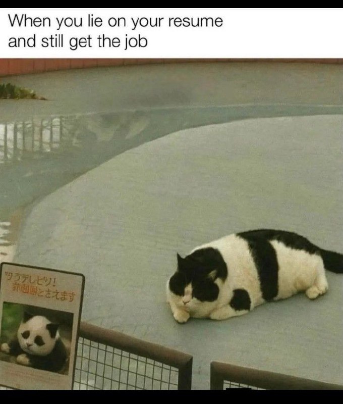 When you lie on your resume and still get the job." Mood every Monday. Trust the process! #meme #cat #jobhunting.