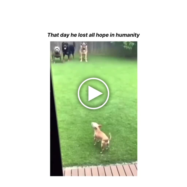 “That day he lost all hope in humanity.” When you realize the squad isn’t on your side... #Monday #EpicFail #DogLife.