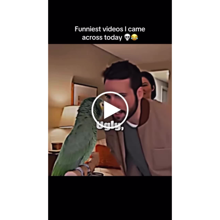 Funniest videos I came across today 😂 When your pet is the only one who understands you. #funny #animals #lol.