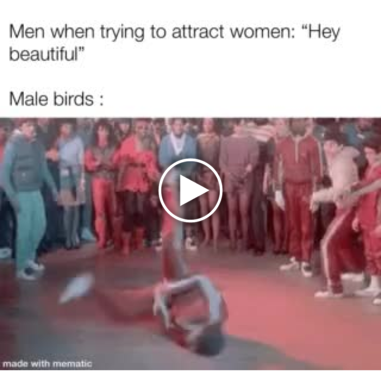 Men when trying to attract women: "Hey beautiful." Meanwhile, male birds: (blurry dude breakdancing) #relatable #dating.