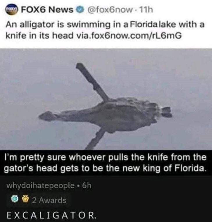 Florida Man quest unlocked: Remove the knife from Excaligator’s head, become Florida’s king. #FloridaMan #Excaligator.