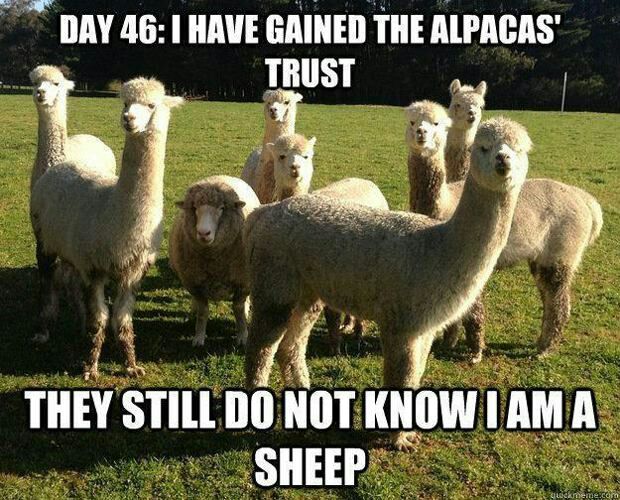 Day 46: I have gained the alpacas' trust. They still do not know I am a sheep. #imposter #sneaky.