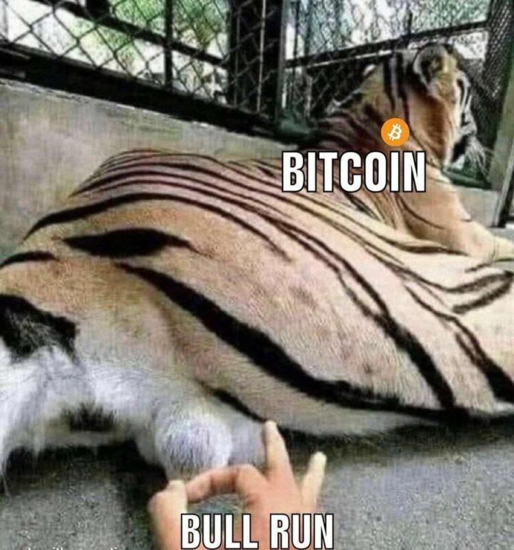 When you poke "BITCOIN" (the chill tiger) with that "BULL RUN" energy... What could go wrong? 😂 #Bitcoin #YOLO #bullrun.