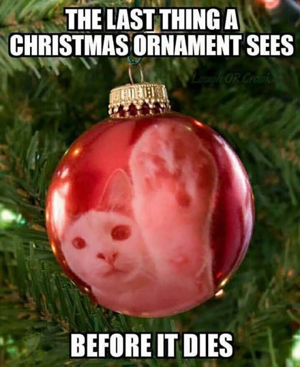 You know it's Christmas when your ornament's final view is a murder floof. “The last thing a Christmas ornament sees before it dies.” #catlife.