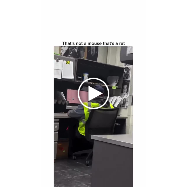 When you realize at work: that's not a mouse that's a rat. #WorkLife #OfficeProblems #MondayMood.