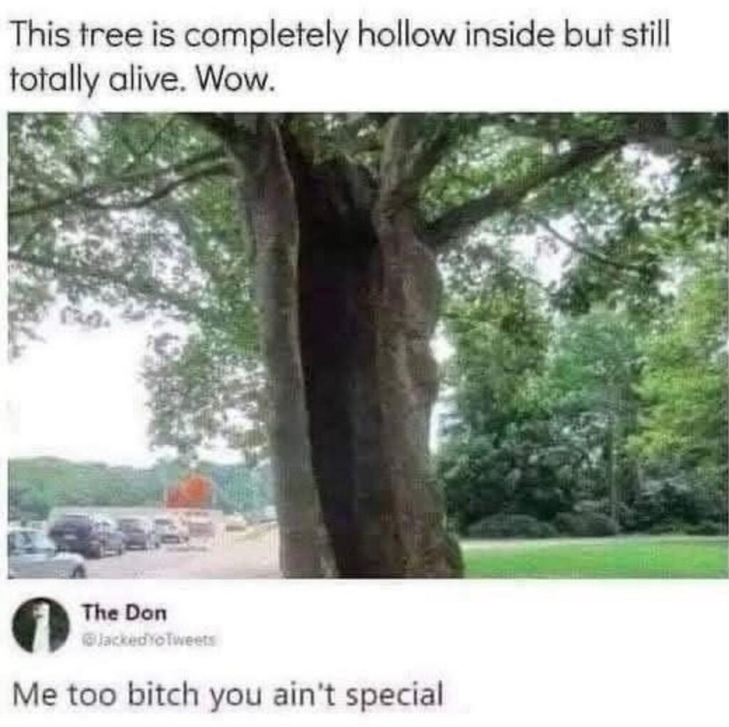 Tree: I'm alive even tho I'm hollow. Me: Me too bitch you ain’t special. #Mood #Survivor.