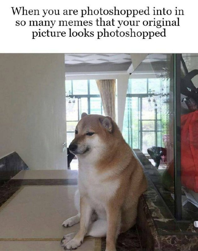 When you are photoshopped into so many memes that your original picture looks photoshopped. #Photoshop #Doggo #MemeLife.