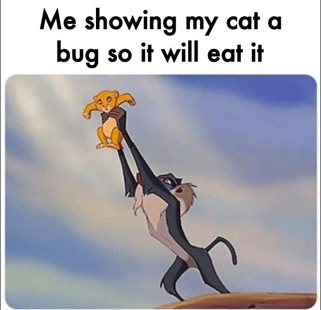 Me showing my cat a bug so it will eat it"—because you’re tired of doing pest control yourself 😂 #catlife #memes.