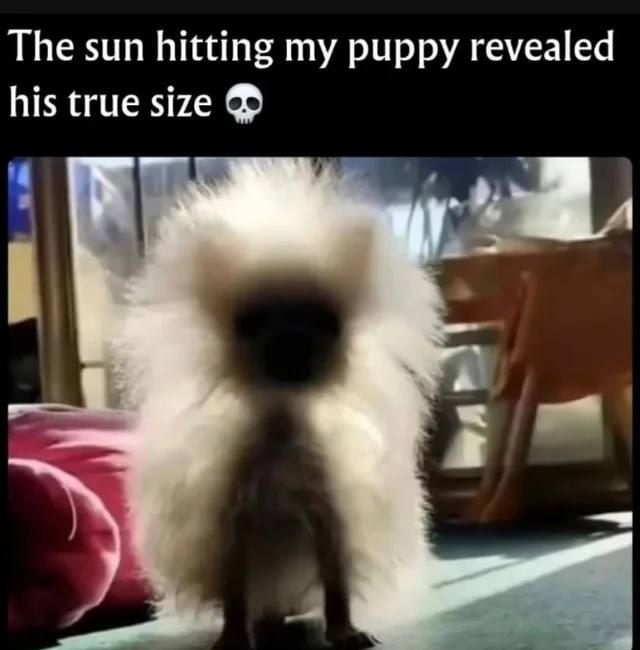 When the sun hits your puppy just right and suddenly you realize he's 90% fluff 😂 "The sun hitting my puppy revealed his true size 💀" #pets #lol.