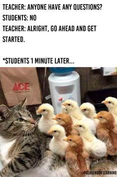 You know it’s real when you say “no questions” but hit panic mode one minute later 😂 “Teacher: Anyone have any questions?...” #school.