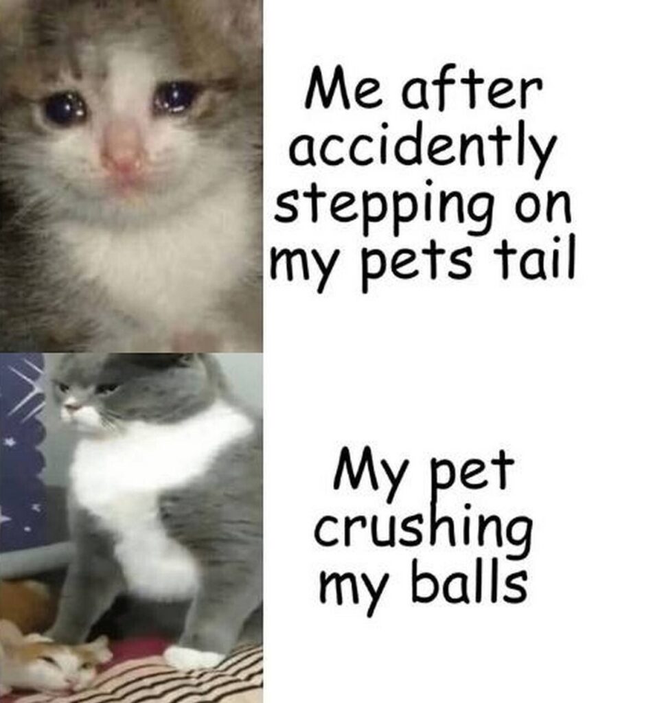 You: "Me after accidentally stepping on my pet's tail" Also you: "My pet crushing my balls." #Cats #Pain #PetLife.