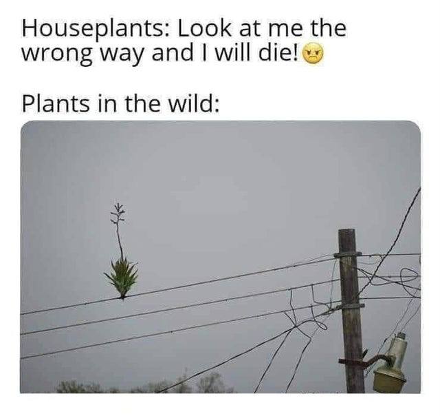 Your houseplant: "I can only thrive facing north with distilled rainwater." Wild plant: *grows from a powerline* #Mood #Survivor.
