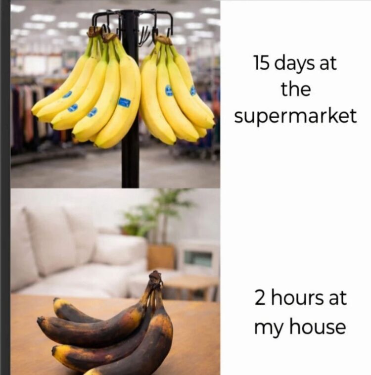 You: "15 days at the supermarket" vs "2 hours at my house." Why do my bananas speedrun life? #banana #fail #whytho.
