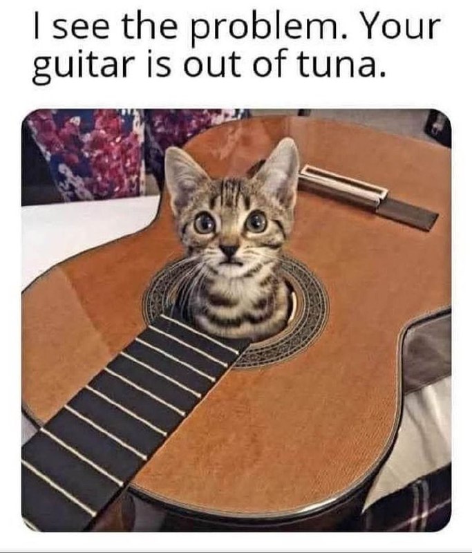 I see the problem. Your guitar is out of tuna. When your jam goes off-key and the cat takes over! #music #catsofinstagram.