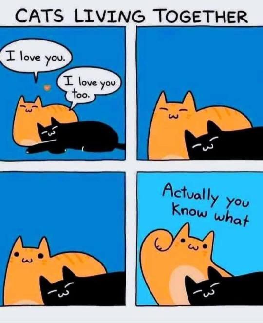 You: I love you 😻 Me: I love you too You: Actually, you know what—*pushes me* Trust issues starter pack 😂 #cats #memes #oops.