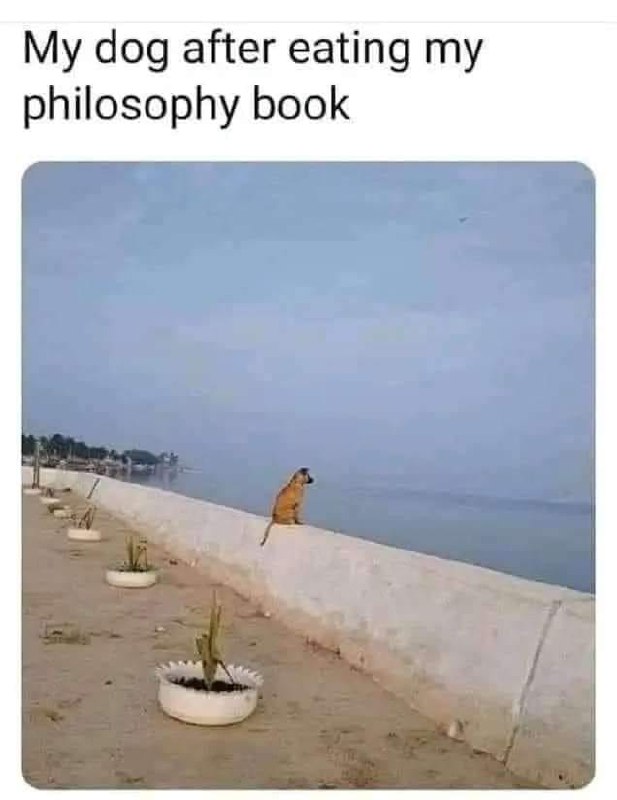 When your dog eats your philosophy book and now he’s questioning the meaning of his own borks. "My dog after eating my philosophy book." #deep.