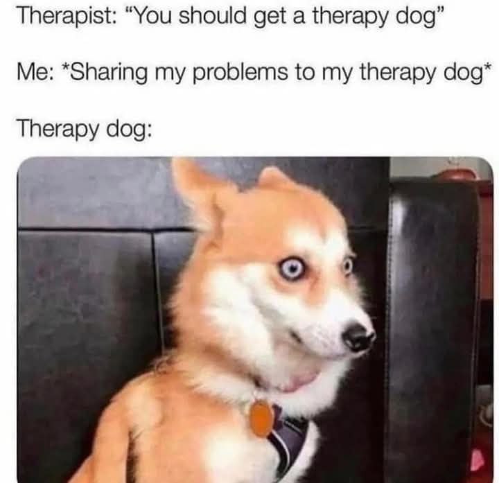 Therapist: "You should get a therapy dog." Me telling my problems to my therapy dog: Therapy dog: #therapy #dogmemes.