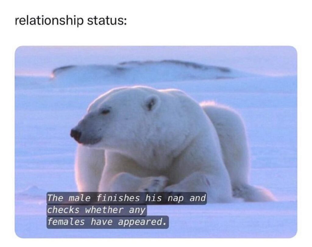 Relationship status: The male finishes his nap and checks whether any females have appeared. #single #waiting.