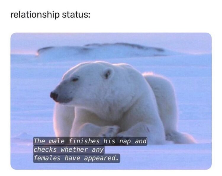 Relationship status: The male finishes his nap and checks whether any females have appeared. #single #waiting.