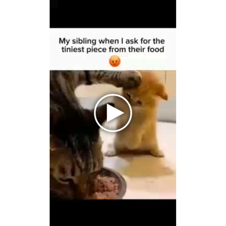 My sibling when I ask for the tiniest piece from their food" 😡 Siblings be like: NO SHARING EVER. #siblings #foodfight #meme.