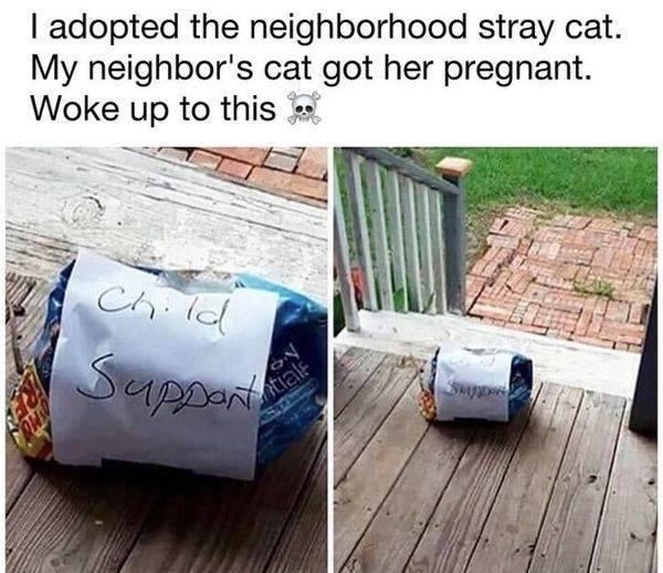 When you adopt a stray but your neighbor's tabby wants visitation rights. "Child Support" 😂 #catdad #meowmix #parentingwin.