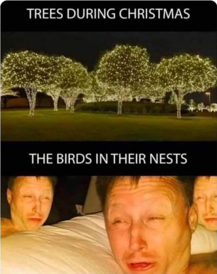 When you’re all about the Christmas glow but forget about the birds 😂 "TREES DURING CHRISTMAS" vs "THE BIRDS IN THEIR NESTS." #Christmas.