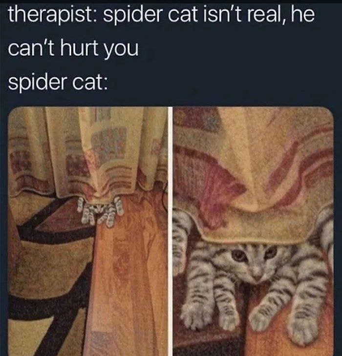 Therapist: spider cat isn't real, he can't hurt you. spider cat: Guess again 😂 #SpiderCat #TherapyProblems.