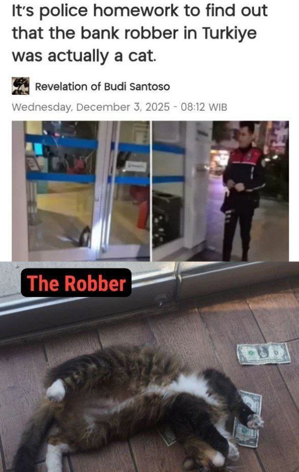 That moment when Türkiye reports a bank robbery and your cat is suddenly living large. Who’s the REAL mastermind? #catlife #heist.