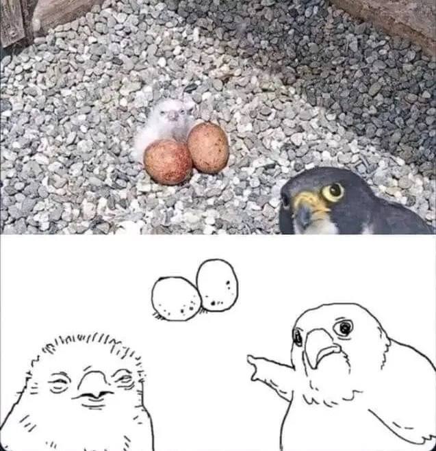 When mom sees your GPA and the snacks are gone: "Who did this?" #parenting #guilty #birdlogic.