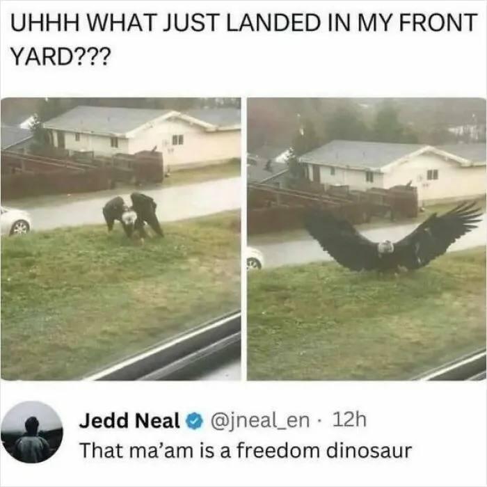 UHHH WHAT JUST LANDED IN MY FRONT YARD??? When you realize a "freedom dinosaur" chose YOU. #wildlife #OMG #america.