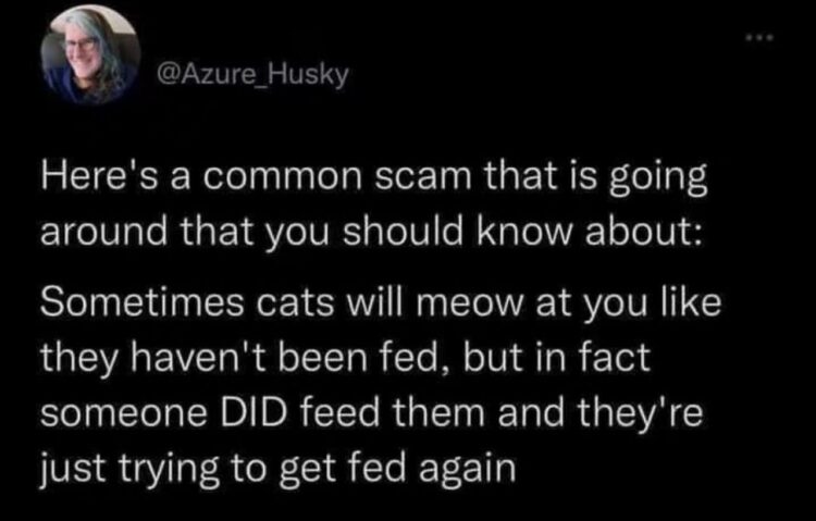Beware the 'cat scam': they'll meow like they haven't eaten, just to score extra snacks. Don't fall for it 😂 #Cats #ScamAlert.