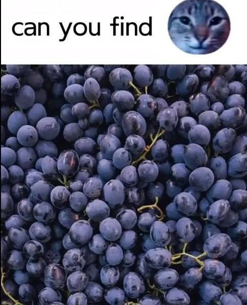 Can you find the cat? 🧐🍇 Staring at grapes until you see it... or go cross-eyed. #challenge #funny #cats.