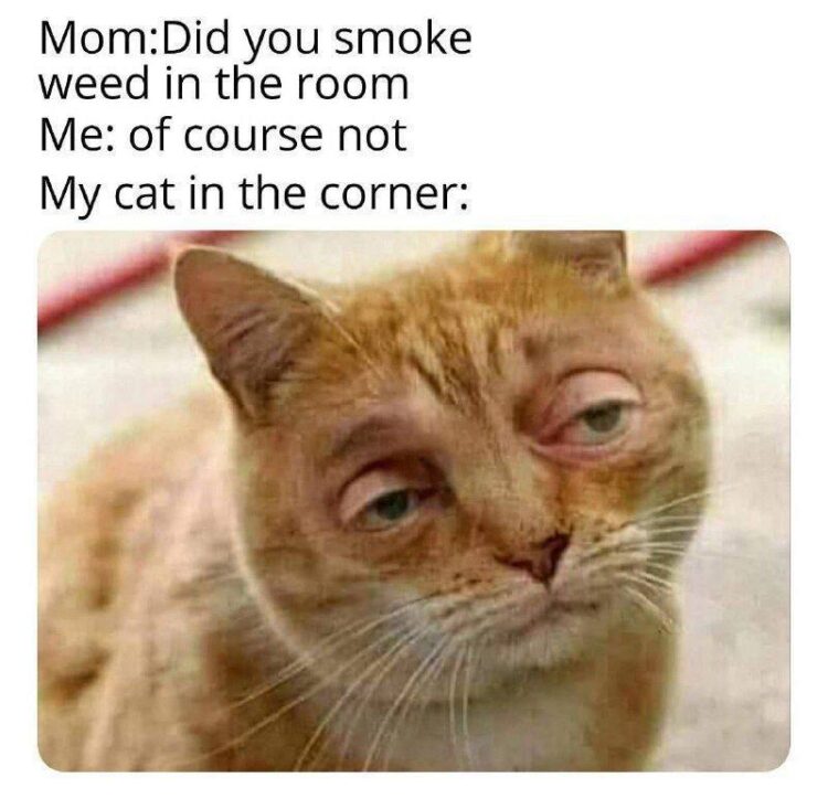 Mom: Did you smoke weed in the room? Me: of course not. My cat in the corner: #busted #catlife #weedmoments.