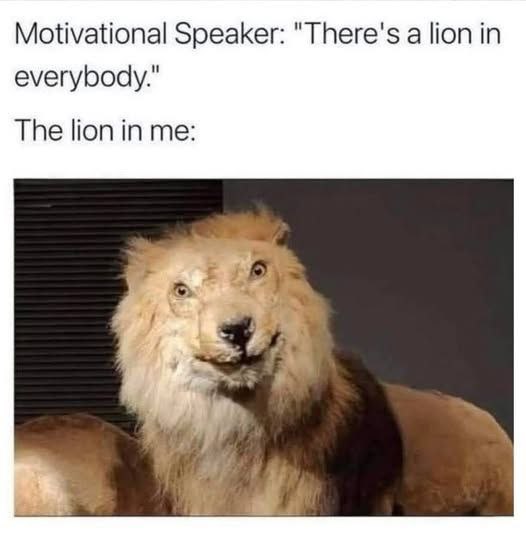 Motivational Speaker: "There's a lion in everybody." The lion in me: #MondayMood #awkward #truth.