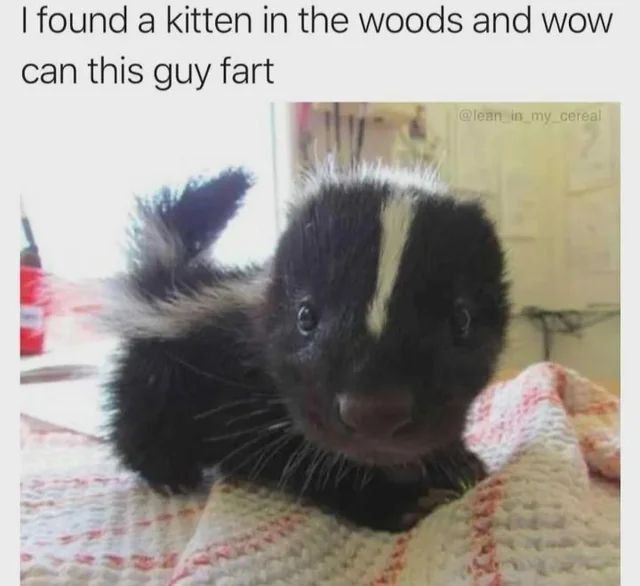 You ever find a "kitten" in the woods and realize it’s an absolute gas machine? "Wow can this guy fart." #wildlife #fail.