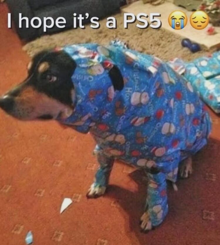 You ever sit there wrapped up just hoping it’s a PS5? 😂🥲 "I hope it's a PS5" #PS5 #DogLife #GiftWrapped.