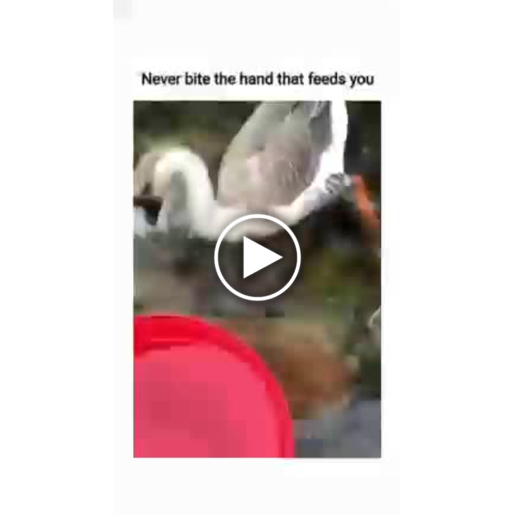 Never bite the hand that feeds you. Unless you're a goose, then it's just business as usual. #MondayMood #Savage.